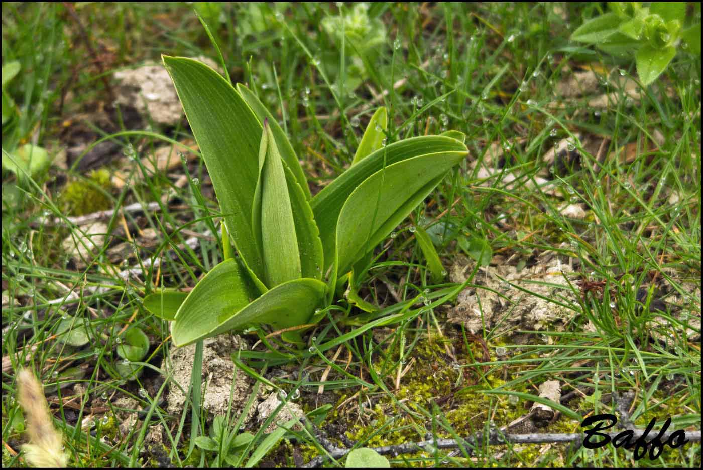 Orchis militaris